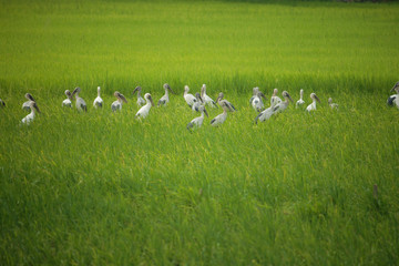 The Asian openbill or Asian openbill stork is a large wading bird in the stork family Ciconiidae.