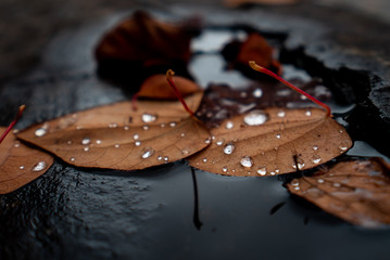 Leaves in Rain
