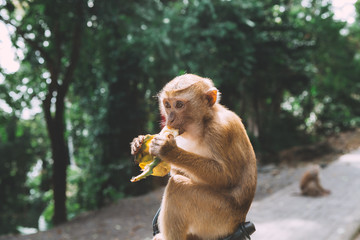 Portrait of monkey. Close-up monkey have a rest. Fooling around. Eating bananas. Thailand.