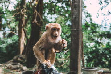 Naklejka premium Portrait of monkey. Close-up monkey have a rest. Fooling around. Eating bananas. Thailand.