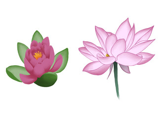 2 lotus illustrations 