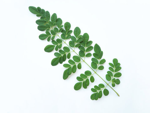 Moringa Oleifera Leaves Or Drumstick Leaf Isolated On White Background Use As Ingredient In Hair Dandruff Shampoo Product To Soothe Itchy, Flaky And Irritated Scalp And Dry And Is A Medicine Herb