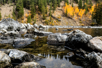 Forest Landscapes in the Yellowstone Nationl Park, USA