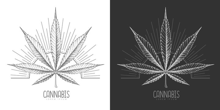 Realistic hand drawing cannabis leaf silhouette on day and night background. Vector illustration