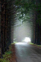 Obraz premium forest