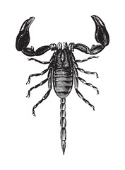 Scorpion (Euscorpius carpathicus) / vintage illustration from Brockhaus Konversations-Lexikon 1908