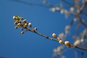 not blossoming buds of plum tree flowers on a tree branch against a blue sky on a clear sunny day