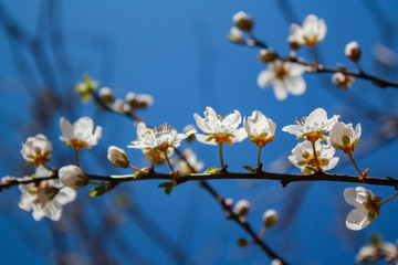 plum tree flowers close-up on a tree branch are highlighted by the rays of the sun against a blue sky
