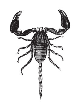 Scorpion (Euscorpius carpathicus) / vintage illustration from Brockhaus Konversations-Lexikon 1908