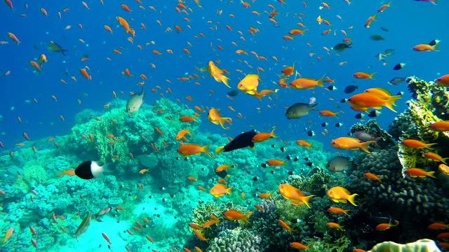 The ocean and the corals. Colorful tropical fish.