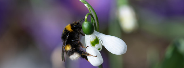 Web banner Fuzzy bumblebee with pollen grains on its legs and hair feeding on snowdrop flowerin the...