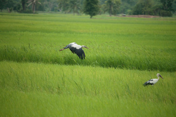 Image of an Asian openbill stork(Anastomus oscitans) flying on the natural background.