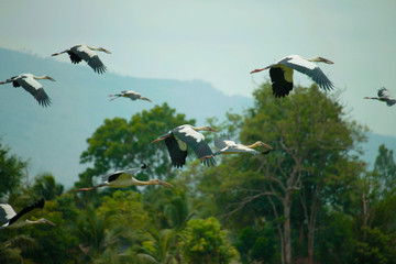 Image of an Asian openbill stork(Anastomus oscitans) flying on the natural background.