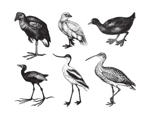 Wader bird collection / vintage illustration from Brockhaus Konversations-Lexikon 1908