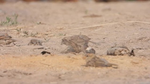 Haussperlinge (Passer domesticus) beim Sandbaden