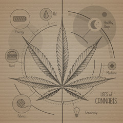 Hand drawing realistic illustration of cannabis leaf on craft carnboard background. Many uses of cannabis. Infographic