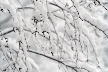 雪の日のシラカバの小枝