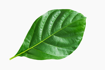 Fototapeta na wymiar Tropical green Morinda leaf isolated on white background.