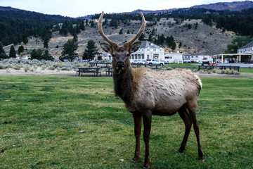 Wild Deer with Horns in the Yellowstone National Park, USA
