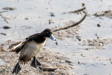 A picture of  a male greater scaup touching down to the lake.   Vancouver  BC  Canada
