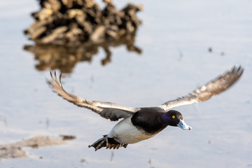 A picture of a male greater scaup flying in the air.    Vancouver BC Canada