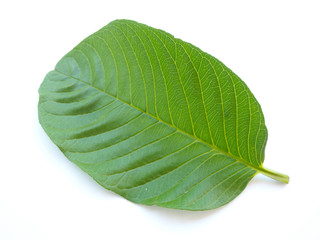 guava leaf isolated on white background use as ingredient in cosmetic product and is a medicinal herb, close up shot photo.