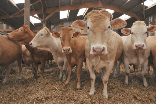 188 BEST Stabulation IMAGES, STOCK PHOTOS & VECTORS Adobe Stock