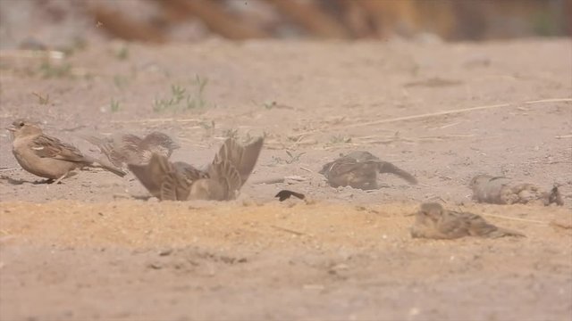 Haussperlinge (Passer domesticus) beim Sandbaden