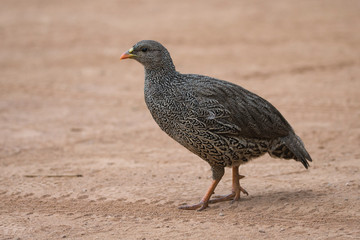 Natal Spurfowl on ground 