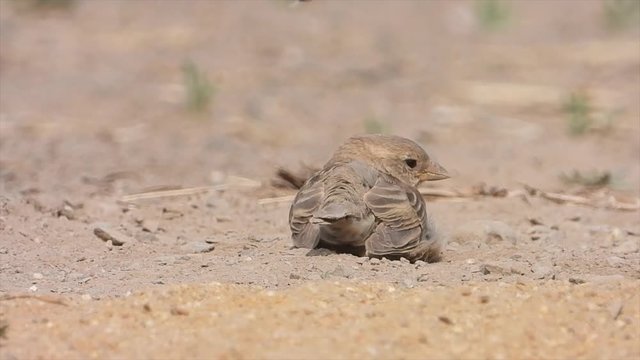 Haussperlinge (Passer domesticus) beim Sandbaden