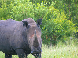 A close up photo of an endangered white rhino