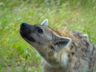Portrait of a spotted hyena, national park africa