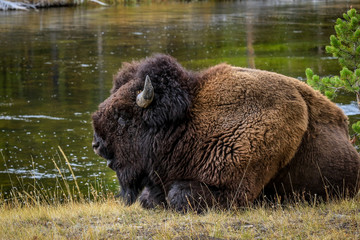 Rare Brown Buffalo in Yellowstone National Park, USA
