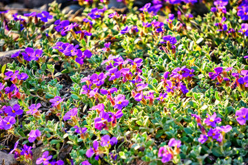 Purple flowers of the ground cover with small green leaves.