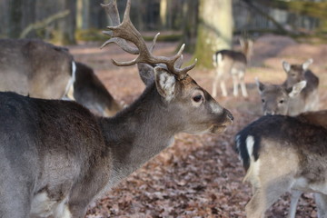 Naklejka na ściany i meble Hirsch mit Geweih im Wald