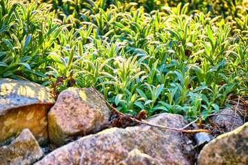 Stones and a lot of small green leaves as a natural background.