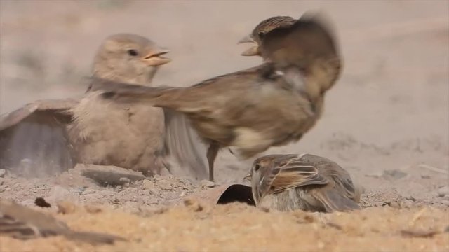 Haussperlinge (Passer domesticus) beim Sandbaden