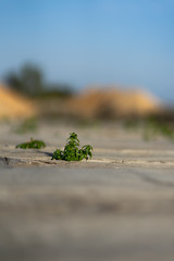 Single plant growing out of wooden path