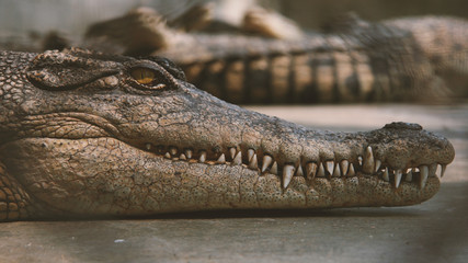 Photography of a crocodile snout. He pretends to be asleep. But he is ready to attack in any minutes. Concepts of terrible beauty in nature and stay calm.