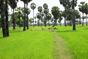 Palm trees and green rice fields with a blue sky background, palm trees or palm trees