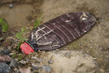 garbage is everywhere. environmental pollution. problem of worldwide.