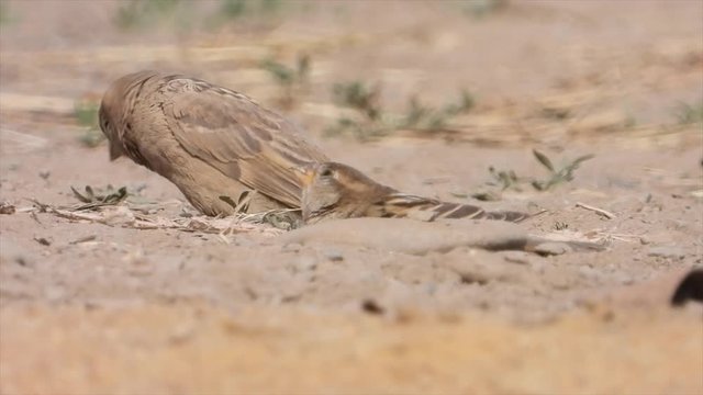 Haussperlinge (Passer domesticus) beim Sandbaden
