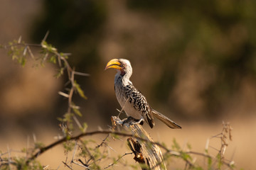 Southern yellow billed hornbill, Tockus leucomelas, Kruger National Park, South Africa