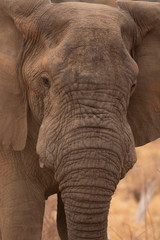 Obraz na płótnie Canvas African elephant, Loxodonta africana, Kruger National Park, South Africa