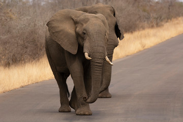 Fototapeta na wymiar African elephant, Loxodonta africana, Kruger National Park, South Africa