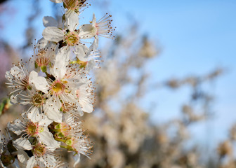 Foto scattata a Tassarolo ad un albero in fiore.