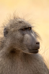 Baboon, Papio ursinus,  Kruger National Park, South Africa