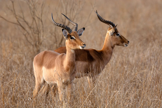 Fototapeta Impala, Aepyceros melampus at Kruger National Park, South Africa