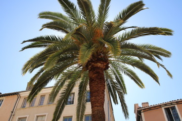 Mediterrane Palme in Südfrankreich