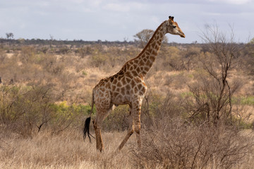 Naklejka na ściany i meble Giraffe, Giraffa Kruger National Park, South Africa